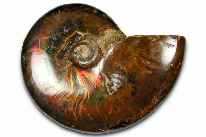 Polished Red Flash Ammonite (Cleoniceras) Fossil - Madagascar #367713